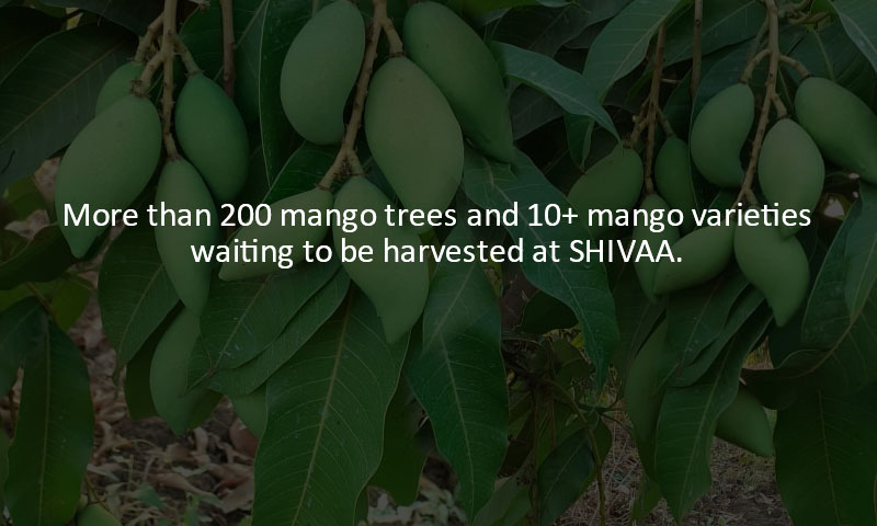 Event-Volunteer-Mango