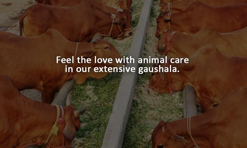 gaushala-1